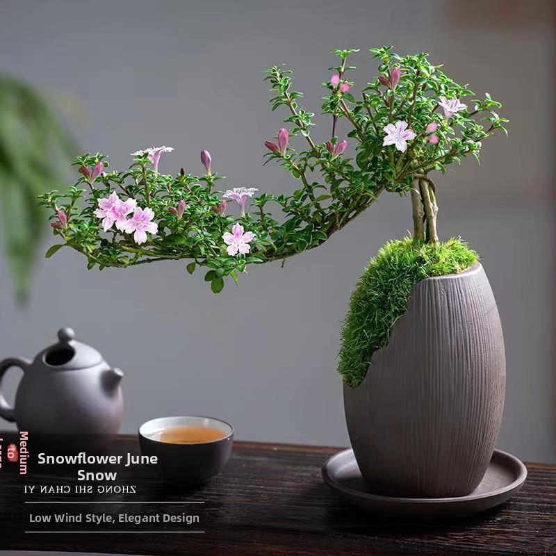 Bonsai: Red Flower June Snow bonsai - Mõõdukas temperatuur, Neutraalne valgustus, Neutraalne kastmine, Stiil: Uus hiina stiil, Modernne minimalism, taskukohane luksus; Tootekood 3344