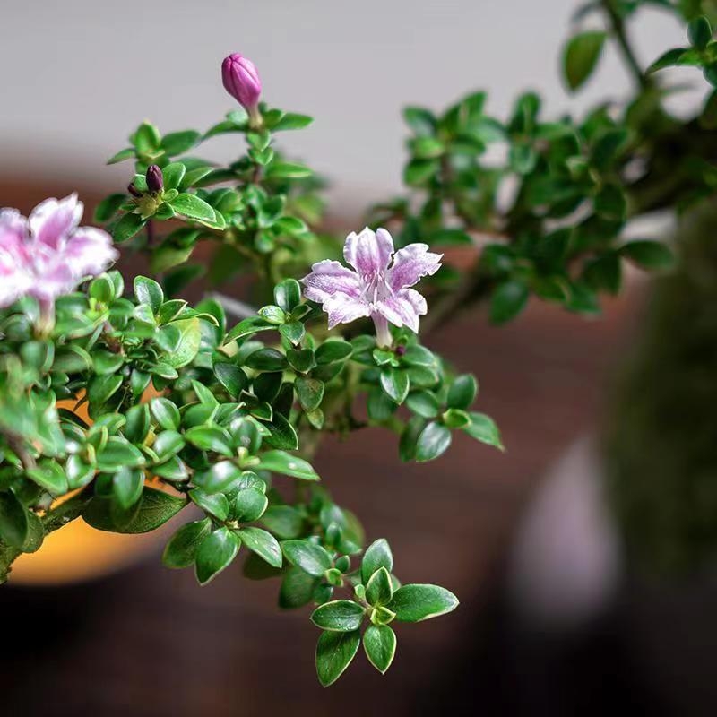 Бонсай: Red Flower June Snow bonsai - умерена температура, неутрално осветление, неутрално поливане, Стил: Нов Китайски стил, съвременен минимализъм, достъпен лукс; Код 3344
