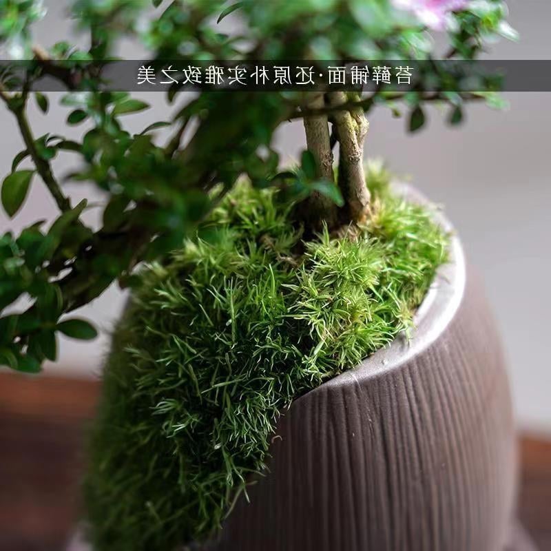 Бонсай: Red Flower June Snow bonsai - умерена температура, неутрално осветление, неутрално поливане, Стил: Нов Китайски стил, съвременен минимализъм, достъпен лукс; Код 3344