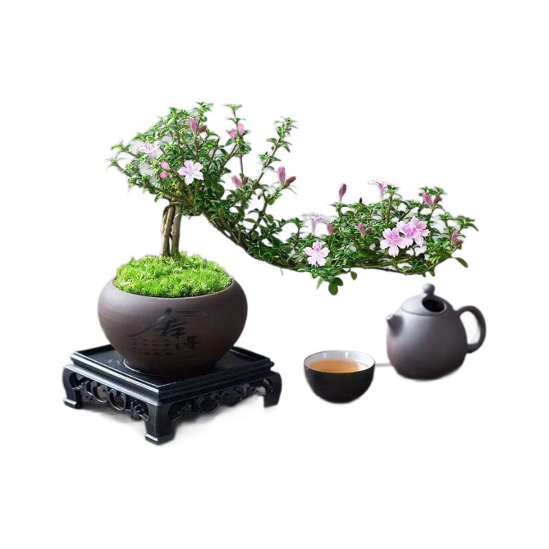 Бонсай: Red Flower June Snow bonsai - умерена температура, неутрално осветление, неутрално поливане, Стил: Нов Китайски стил, съвременен минимализъм, достъпен лукс; Код 3344