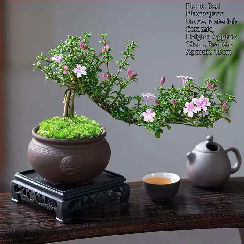 Bonsai: Red Flower June Snow bonsai - Mõõdukas temperatuur, Neutraalne valgustus, Neutraalne kastmine, Stiil: Uus hiina stiil, Modernne minimalism, taskukohane luksus; Tootekood 3344