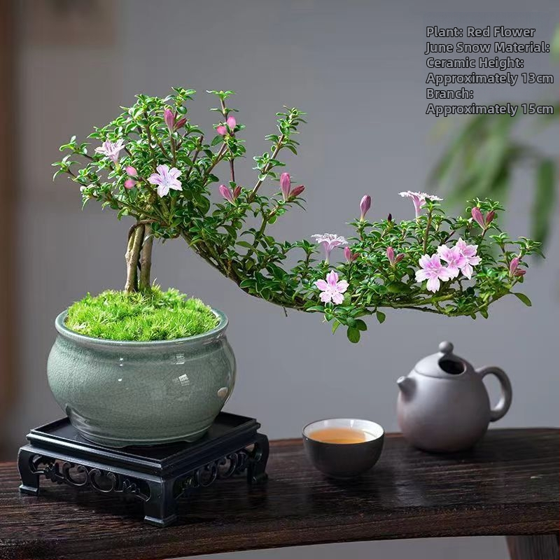 Bonsai: Red Flower June Snow bonsai - Mõõdukas temperatuur, Neutraalne valgustus, Neutraalne kastmine, Stiil: Uus hiina stiil, Modernne minimalism, taskukohane luksus; Tootekood 3344