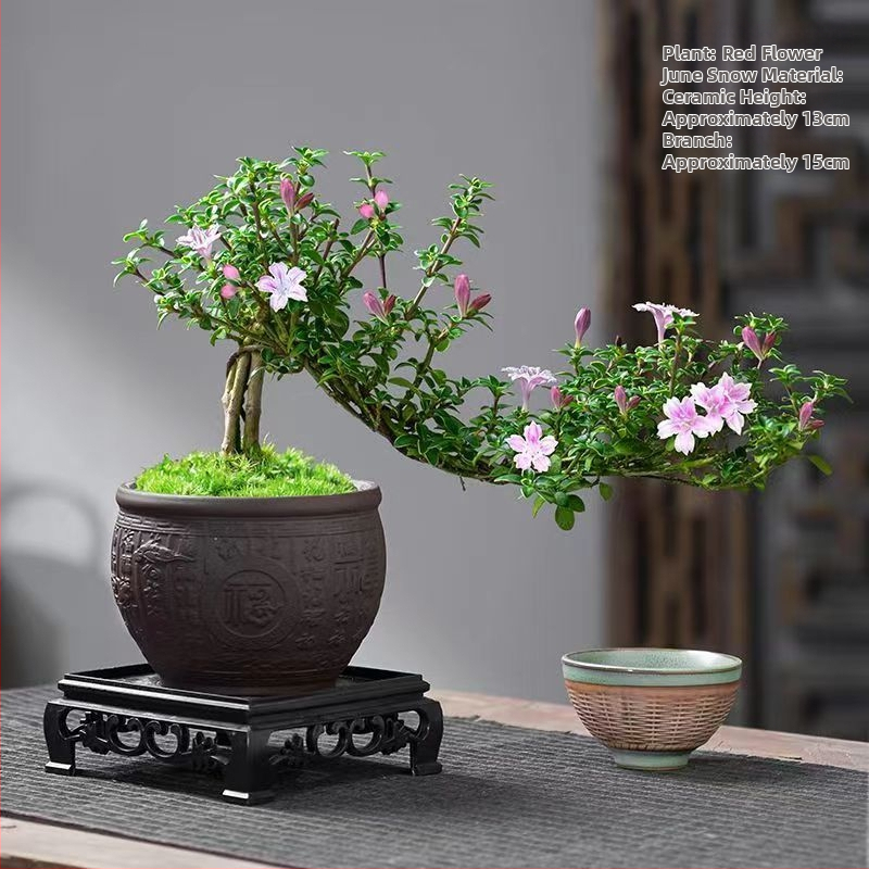 Bonsai: Red Flower June Snow bonsai - Mõõdukas temperatuur, Neutraalne valgustus, Neutraalne kastmine, Stiil: Uus hiina stiil, Modernne minimalism, taskukohane luksus; Tootekood 3344