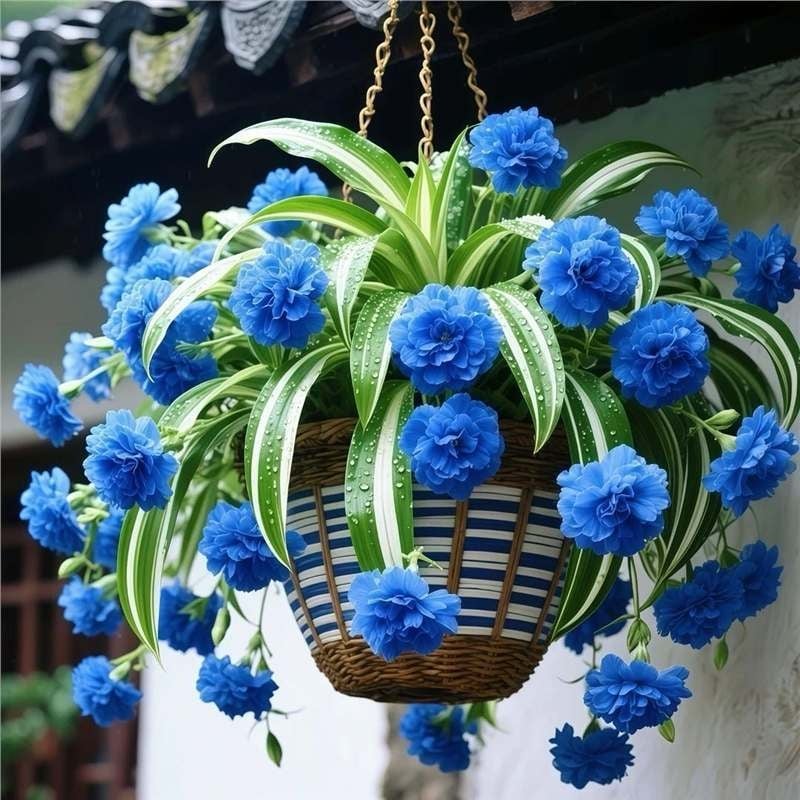 Chlorophytum vazoninis augalas su visų sezonų žydėjimu ir dideliais kvapniais žiedais (Kodas: 1r; Prekės ženklas: Be prekių ženklų; Importuota: Ne; Optimali temperatūra: Kita; Augalų veislės: Kita)