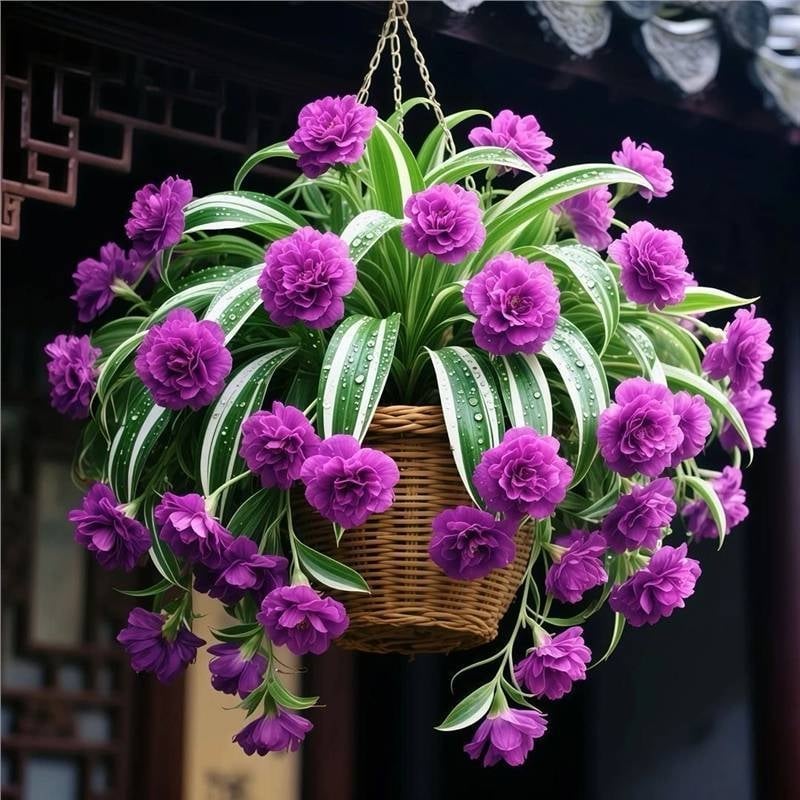 Chlorophytum vazoninis augalas su visų sezonų žydėjimu ir dideliais kvapniais žiedais (Kodas: 1r; Prekės ženklas: Be prekių ženklų; Importuota: Ne; Optimali temperatūra: Kita; Augalų veislės: Kita)