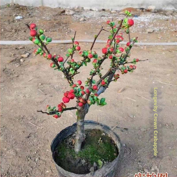 Begonija bonsajs Longevity Crown ar ziedu pamatu, piemērots iekšējai un ārējai lietošanai