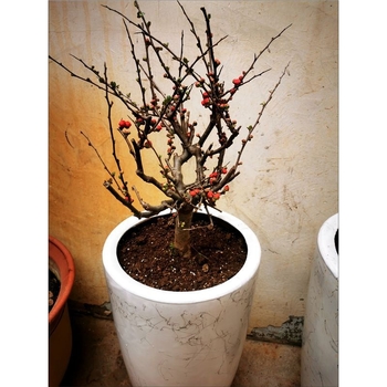 Бегония бонсай Longevity Crown с база за цветя, подходяща за вътрешен и външен двор