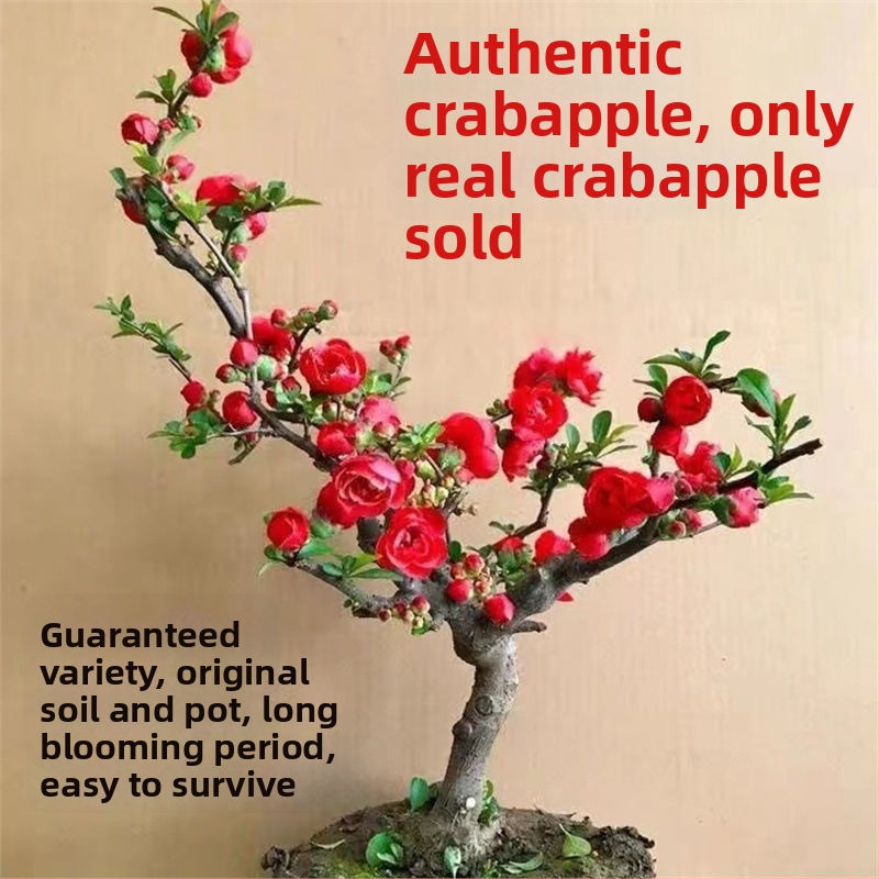 Begonija bonsajs Longevity Crown ar ziedu pamatu, piemērots iekšējai un ārējai lietošanai