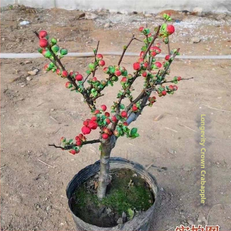 Begonija bonsajs Longevity Crown ar ziedu pamatu, piemērots iekšējai un ārējai lietošanai