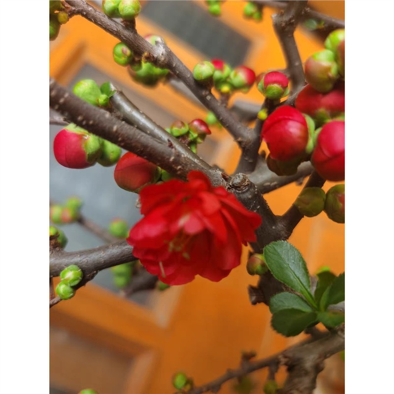 Бегония бонсай Longevity Crown с база за цветя, подходяща за вътрешен и външен двор