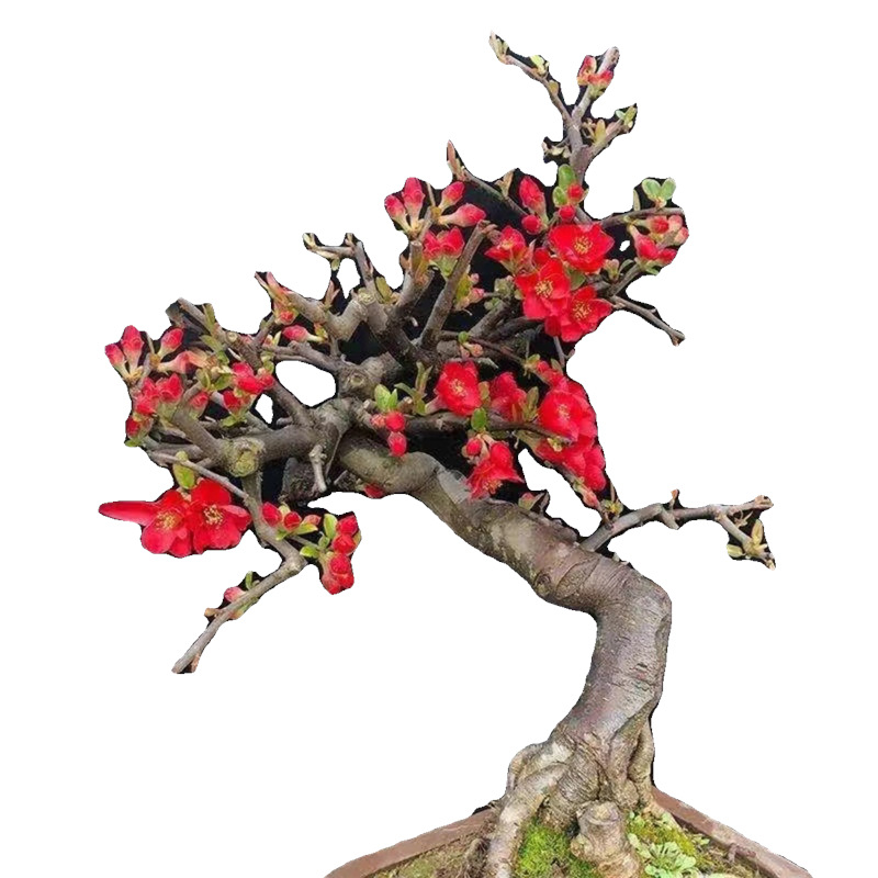 Бегония бонсай Longevity Crown с база за цветя, подходяща за вътрешен и външен двор