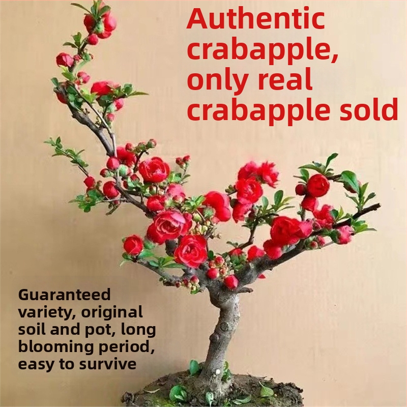 Begonija bonsajs Longevity Crown ar ziedu pamatu, piemērots iekšējai un ārējai lietošanai