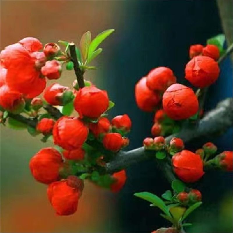 Бегония бонсай Longevity Crown с база за цветя, подходяща за вътрешен и външен двор