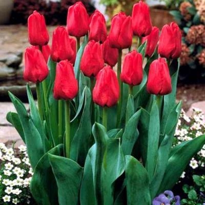 Луковица на лале, сорт с едноцветни венчета, вътрешно саксийно растение, обича сянка, влаголюбиво, модерен стил