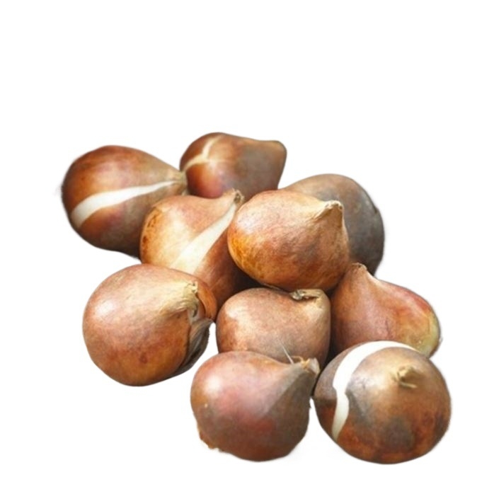 Луковица на лале, сорт с едноцветни венчета, вътрешно саксийно растение, обича сянка, влаголюбиво, модерен стил