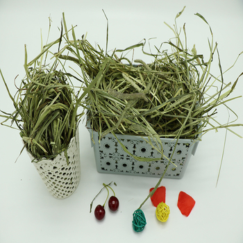 Džiovinta Timotijo žolė – suaugusiems triušiams