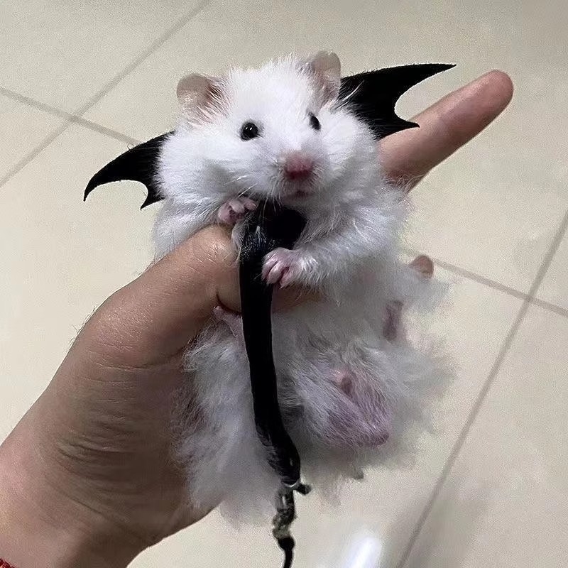 Λουρί για χάμστερ και ινδικά χοιρίδια – αποφυγή διαφυγής σε εξωτερικές βόλτες; μάρκα Friendly, κωδικός προϊόντος HQ, Υλικό: Άλλο, Κατηγορία: Τροφές για κατοικίδια