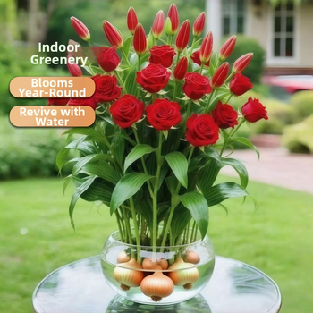 Hüdroponiline roos sisekasvatus — õhufiltratsiooni eesmärgiga lehestikuline taim kontorile, optimaalne kasvutemperatuur 25°C