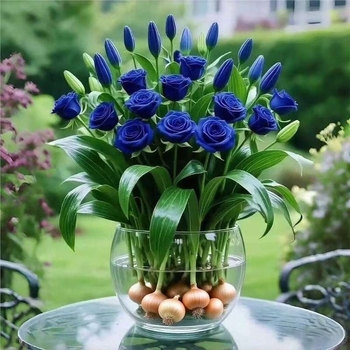 Хидропонна роза за вътрешна употреба — филтриращ въздуха листно растение за офис, оптимална температура 25°C