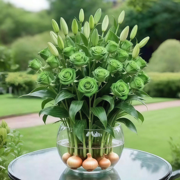 Хидропонна роза за вътрешна употреба — филтриращ въздуха листно растение за офис, оптимална температура 25°C