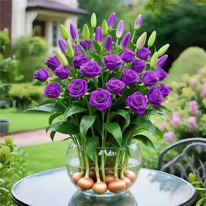 Хидропонна роза за вътрешна употреба — филтриращ въздуха листно растение за офис, оптимална температура 25°C