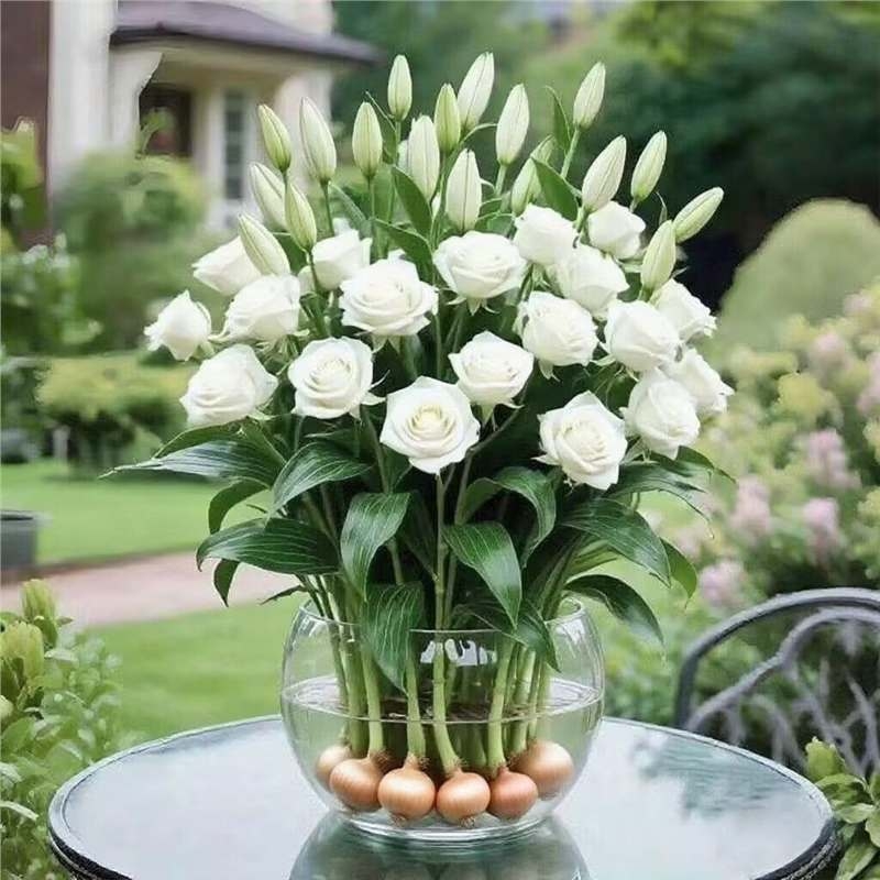 Хидропонна роза за вътрешна употреба — филтриращ въздуха листно растение за офис, оптимална температура 25°C