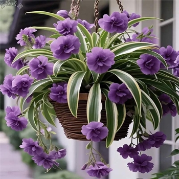 Спайдер растение – цъфти през всички сезони, отблъсква комари, ароматни цветя