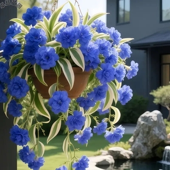 Спайдер растение – цъфти през всички сезони, отблъсква комари, ароматни цветя