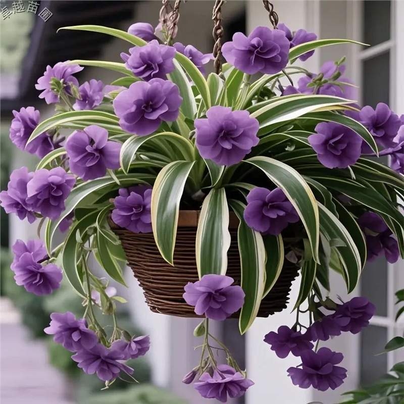 Спайдер растение – цъфти през всички сезони, отблъсква комари, ароматни цветя