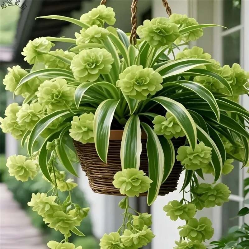 Спайдер растение – цъфти през всички сезони, отблъсква комари, ароматни цветя