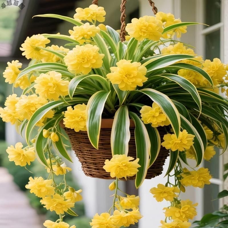 Спайдер растение – цъфти през всички сезони, отблъсква комари, ароматни цветя