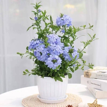 Blue Snowflake катерещо растение в саксия, за балкон и градина, слънцелюбиво, расте при нормална температура