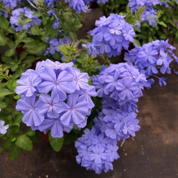 Blue Snowflake катерещо растение в саксия, за балкон и градина, слънцелюбиво, расте при нормална температура