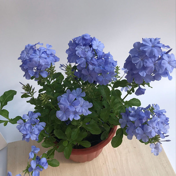 Blue Snowflake катерещо растение в саксия, за балкон и градина, слънцелюбиво, расте при нормална температура