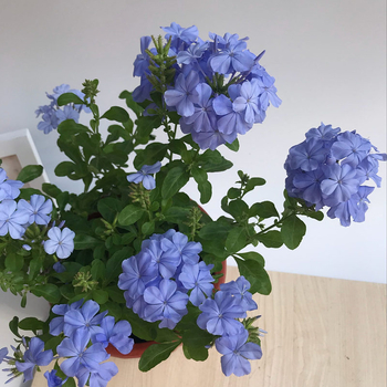 Blue Snowflake катерещо растение в саксия, за балкон и градина, слънцелюбиво, расте при нормална температура