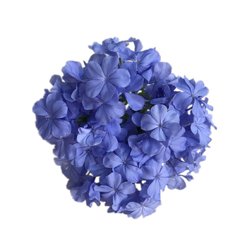 Blue Snowflake катерещо растение в саксия, за балкон и градина, слънцелюбиво, расте при нормална температура