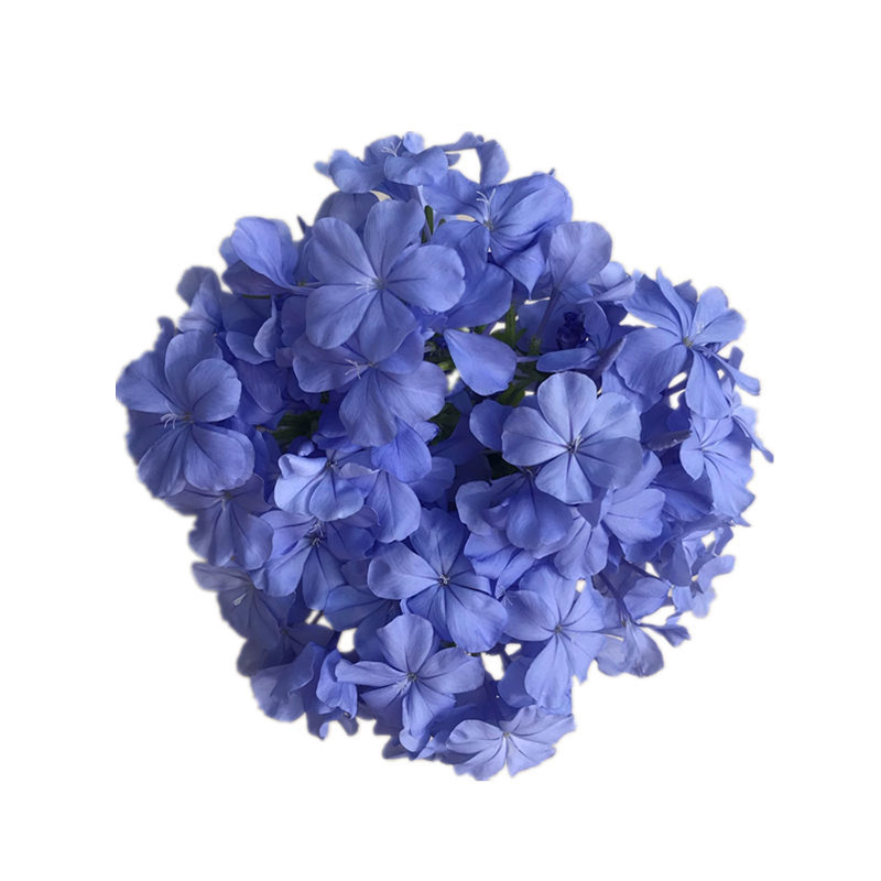 Blue Snowflake roniv taim potis, rõdu ja ai jaoks, päikeselemb, tavalisel temperatuuril kasvav