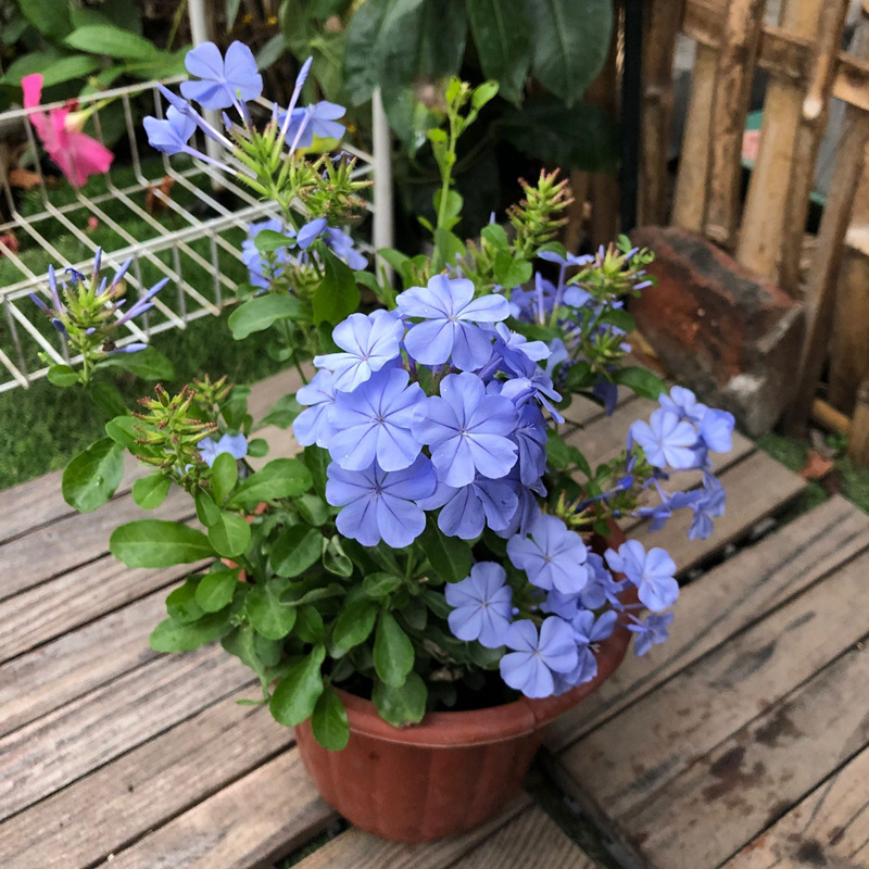 Blue Snowflake катерещо растение в саксия, за балкон и градина, слънцелюбиво, расте при нормална температура