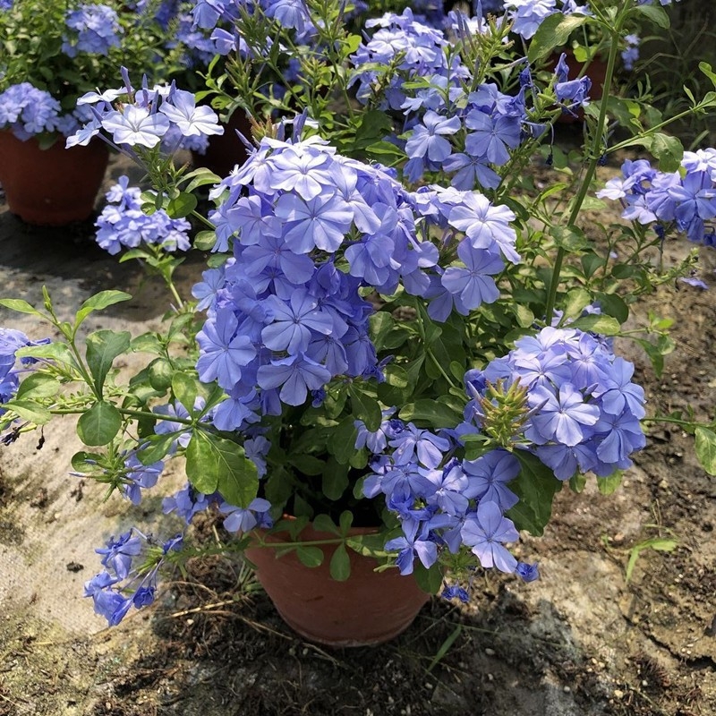 Blue Snowflake катерещо растение в саксия, за балкон и градина, слънцелюбиво, расте при нормална температура