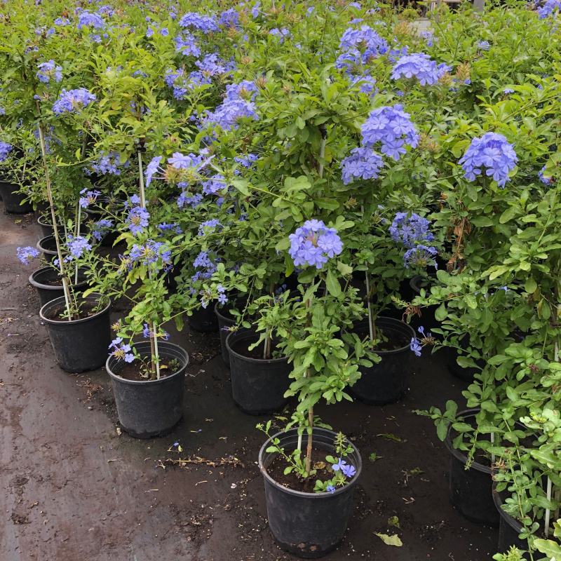 Blue Snowflake катерещо растение в саксия, за балкон и градина, слънцелюбиво, расте при нормална температура