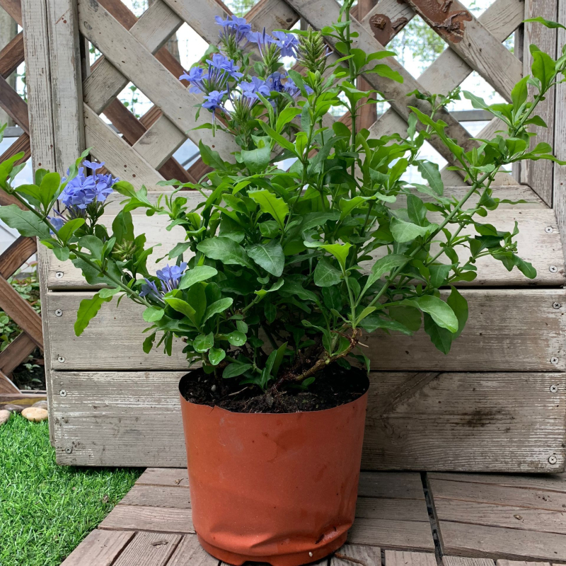 Blue Snowflake катерещо растение в саксия, за балкон и градина, слънцелюбиво, расте при нормална температура