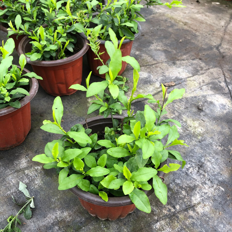 Blue Snowflake катерещо растение в саксия, за балкон и градина, слънцелюбиво, расте при нормална температура