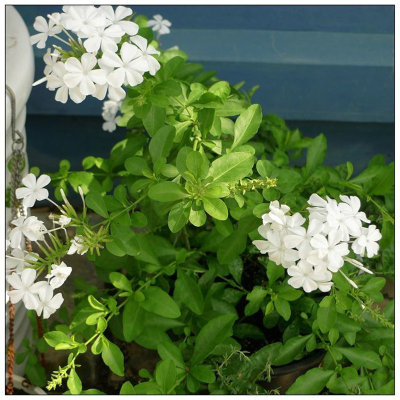 Blue Snowflake катерещо растение в саксия, за балкон и градина, слънцелюбиво, расте при нормална температура