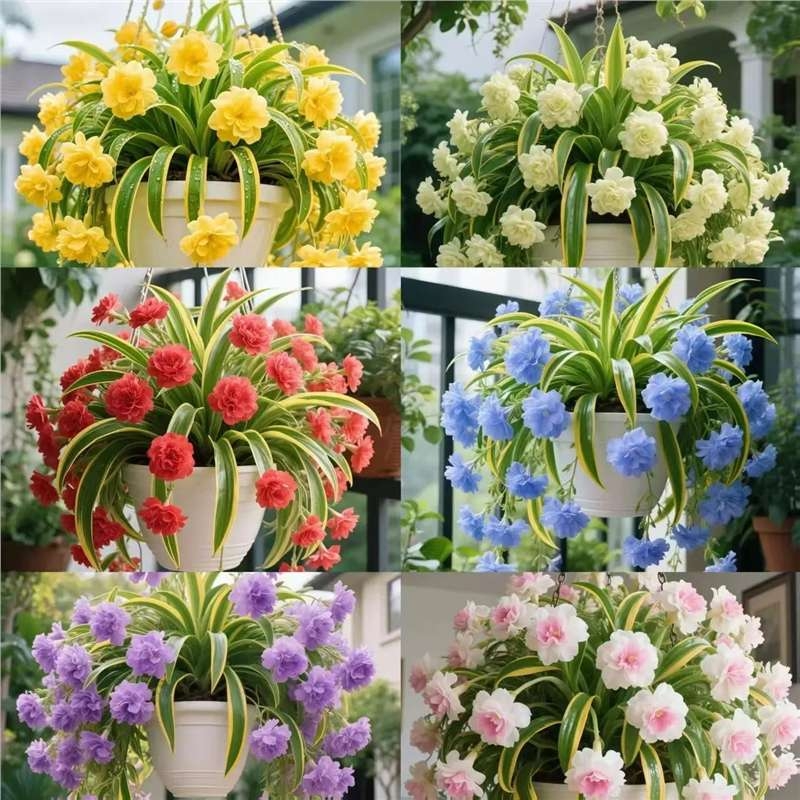 Хлорофитум в саксия – растение за вътрешно и външно ползване, цъфти през всички сезони и пречиства въздуха