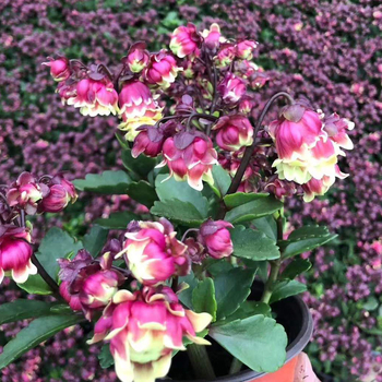 Разсад на дълголетно цвете в саксия – сянкоустойчив, люби влажна среда; пречиства въздуха, абсорбира формалдехид, отблъсква комари; подходящ за спалня, кабинет, кухня, масичка за кафе и баня