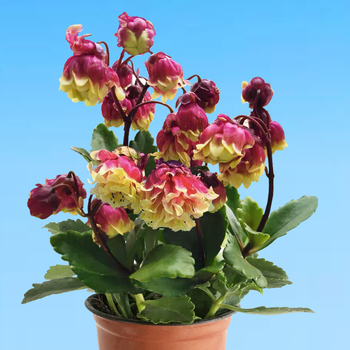 Разсад на дълголетно цвете в саксия – сянкоустойчив, люби влажна среда; пречиства въздуха, абсорбира формалдехид, отблъсква комари; подходящ за спалня, кабинет, кухня, масичка за кафе и баня