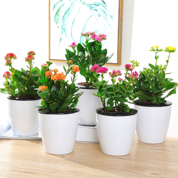 Разсад на дълголетно цвете в саксия – сянкоустойчив, люби влажна среда; пречиства въздуха, абсорбира формалдехид, отблъсква комари; подходящ за спалня, кабинет, кухня, масичка за кафе и баня