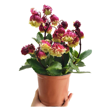 Разсад на дълголетно цвете в саксия – сянкоустойчив, люби влажна среда; пречиства въздуха, абсорбира формалдехид, отблъсква комари; подходящ за спалня, кабинет, кухня, масичка за кафе и баня