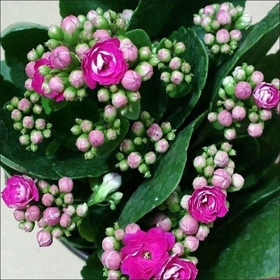 Разсад на дълголетно цвете в саксия – сянкоустойчив, люби влажна среда; пречиства въздуха, абсорбира формалдехид, отблъсква комари; подходящ за спалня, кабинет, кухня, масичка за кафе и баня