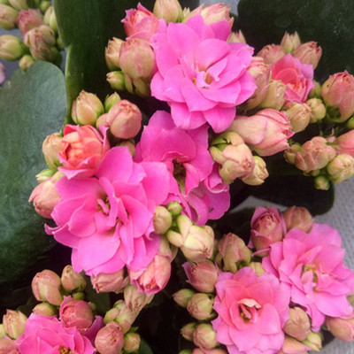 Разсад на дълголетно цвете в саксия – сянкоустойчив, люби влажна среда; пречиства въздуха, абсорбира формалдехид, отблъсква комари; подходящ за спалня, кабинет, кухня, масичка за кафе и баня